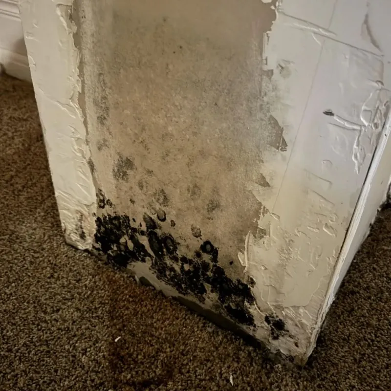 Professional Mold Removal in Clearwater, FL